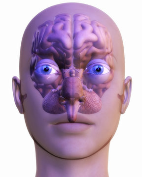 Human Brain