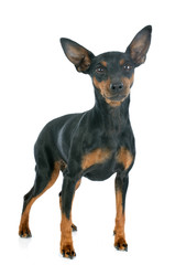 Wall Mural - miniature pinscher