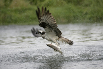 Poster - Osprey, Pandion haliaetus