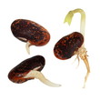 macro germinating bean isolated on white background (set)