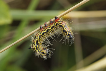 Wall Mural - Yellow-necked Caterpillar