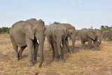 Fototapeta Sawanna - Herd of African Elephants feeding