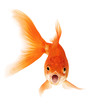 canvas print picture - Gold Fish on White Background