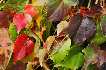 Wall Mural - autumn leaves background