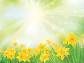Wall Mural - vector of daffodil flowers on sky background.