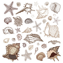 Sea Shells Collection.