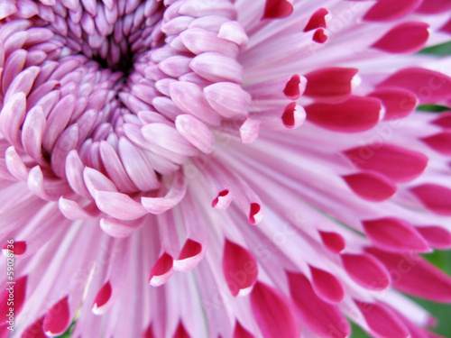 Naklejka na szybę pink flower