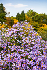 Fotomurales - Beautiful autumn flowers in the autumn park.