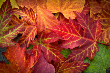 Fotomurales - Abstract background of autumn leaves.