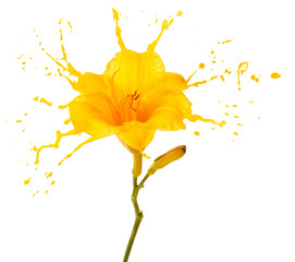 yellow flower splashes