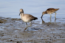 Willet And Dowitcher