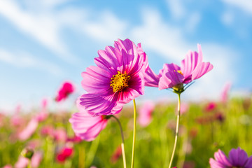 Wall Mural - The cosmos flower field