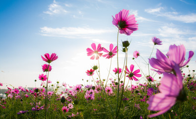 Wall Mural - The cosmos flower field