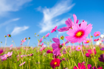 Wall Mural - The cosmos flower field