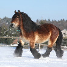 Nice Dutch Draught Horse With Long Mane Running In The Snow
