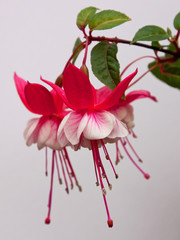 Wall Mural - Fuchsia flower  ( White General Monk variety )