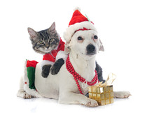 Jack Russel Terrier And Kitten