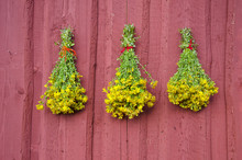 Three Beautiful St Johns Wort Medical Herb Bunch On Red Wall