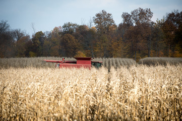 Wall Mural - Combining corn field