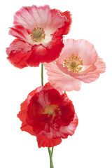 Wall Mural - poppy