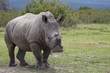 De-horned Rhino