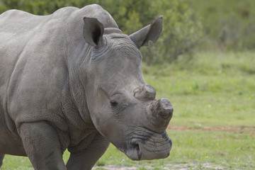 de-horned rhino close-up