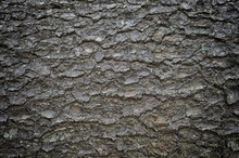 Tree's Bark