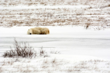 Canvas Print - Polar bear