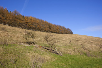 Poster - woodland valley and dead tree