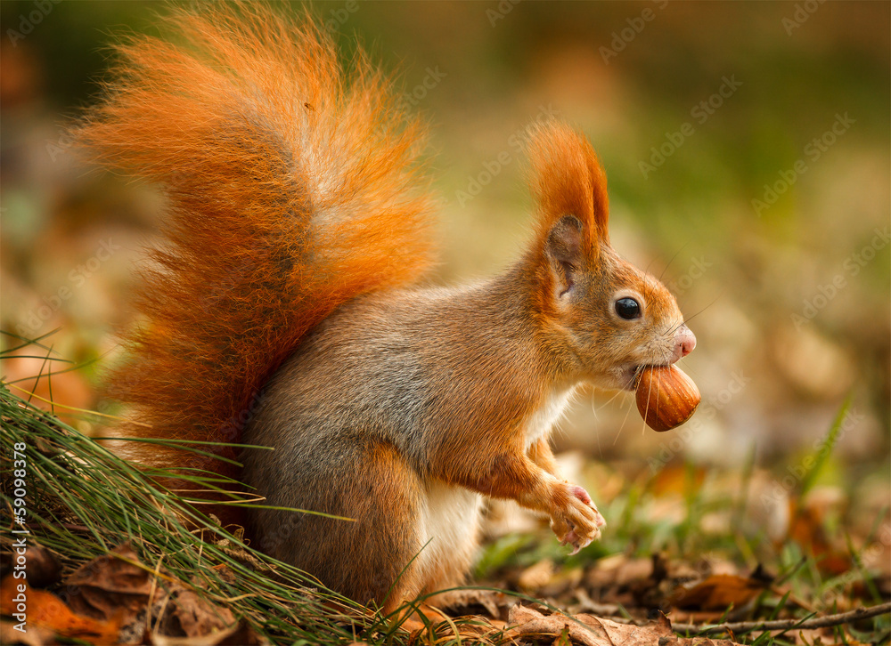 Red squirrel foraging for hazelnuts - obrazy, fototapety, plakaty 