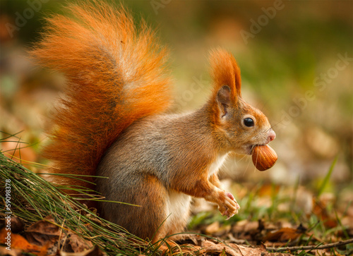 Fotomural Red squirrel foraging for hazelnuts