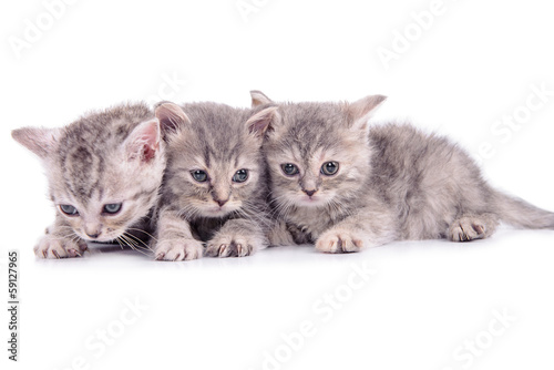 Fototapeta na wymiar Scottish tabby kittens