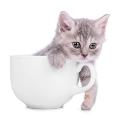 kitten in cup