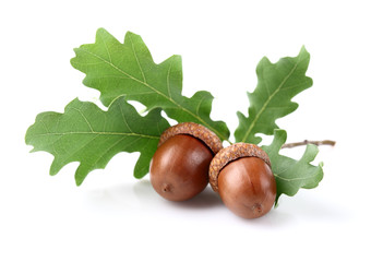 Dried acorn with leaves