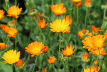 Calendula