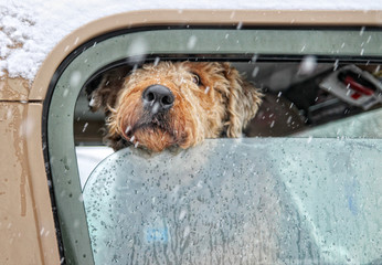 Wall Mural - a dog looking out a car window on a snowy day