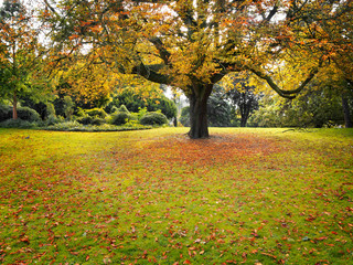 Fotomurales - Autumn Landscape.