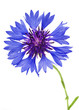 Beautiful blue cornflower isolated on white background