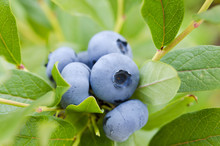 Blueberries Ripening On The Bush