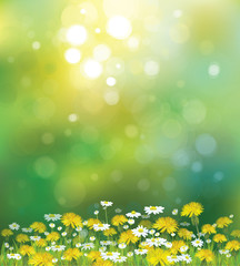 Wall Mural - vector sunshine background with chamomiles and dandelions.