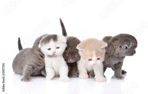 Naklejka ścienna five british shorthair kittens. isolated on white background