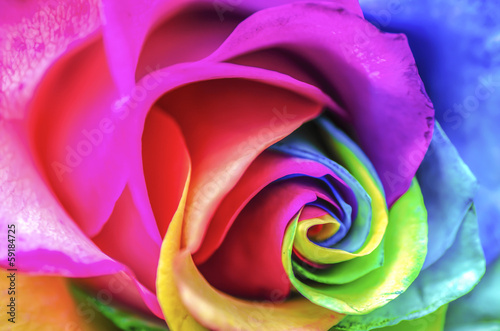 Obraz w ramie Rainbow Rose Macro