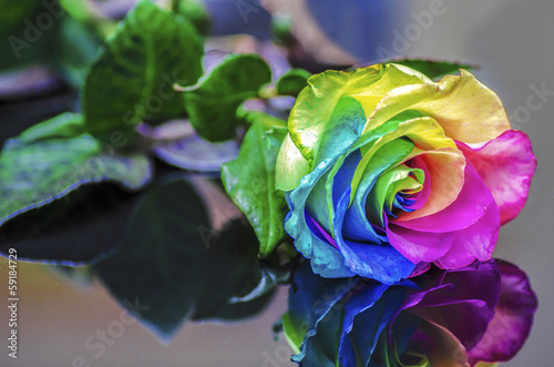 Naklejka na szybę Rainbow Rose Reflection