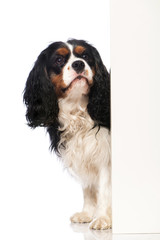 Wall Mural - Cavalier King Charles Spaniel