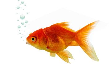 Gold fish in water