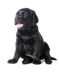 Wall Mural - Labrador puppy on a white background in studio