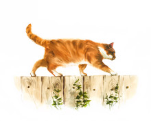 Red Cat Walking On The Fence By Watercolor