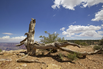 Wall Mural - desert view,  le Grand Canyon, Arizona