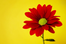 Red Chrysanthemum On A Yellow Background
