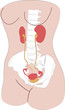 Vector Drawing of Woman Urinary and Reproductive System